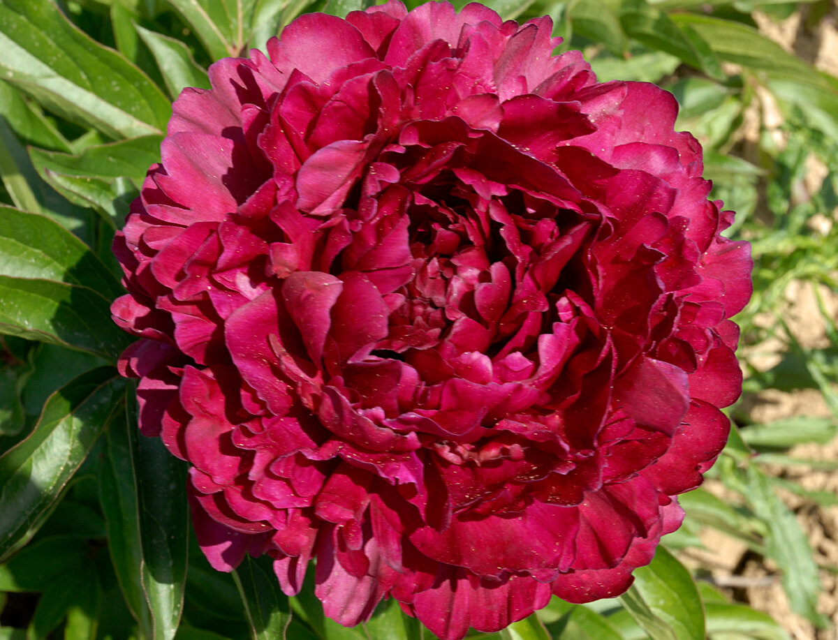 Philippe Rivoire ( Rivière , 1911 год ) , фото с сайта Riviere