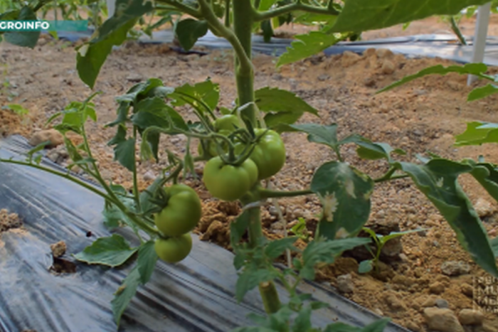 Источник фото: agro.uz