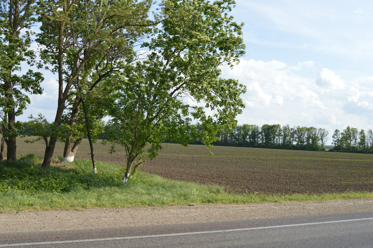 Фото автора. Поля агрофирмы. Май 2022.