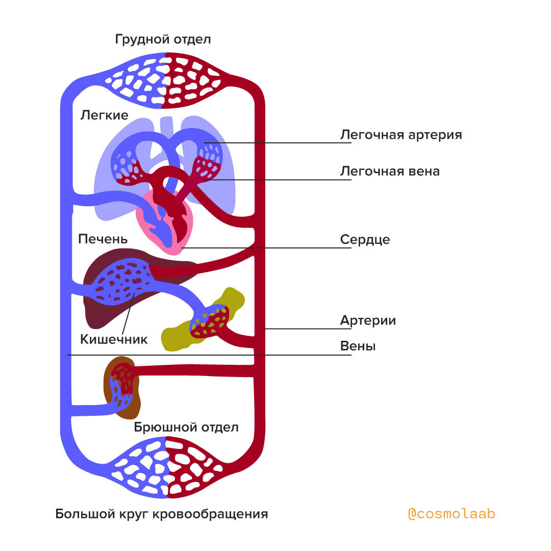 Кровь течет по трем кругам кровообращения. Малый и большой круг кровообращения человека. Большой круг кровообращения. Как циркулирует кровь.