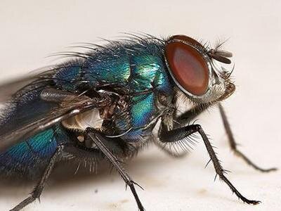 Личинки зеленой мухи способствуют лечению ран и инфекционных костных заболеваний.