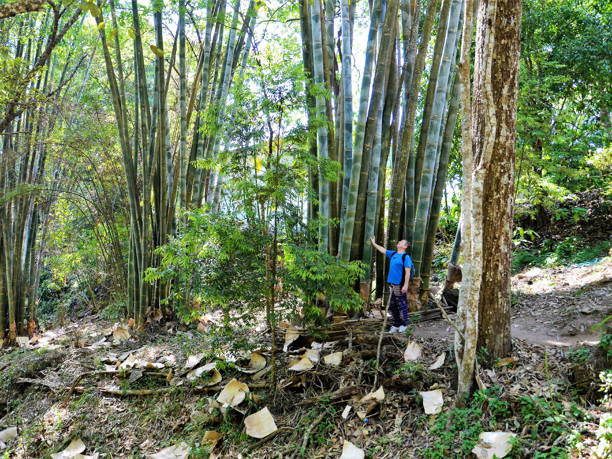 Это я стою около "кустика" гигантского бамбука на севере Таиланда. Его высота превышает 30 метров, а диаметр стволов больше 20 сантиметров. Фото автора.