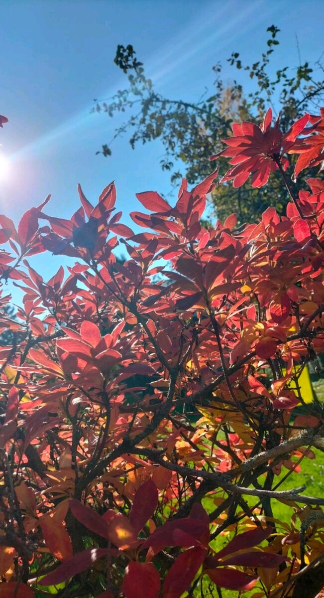 Еще одна моя
не смелая попытка
Найти звезду,
упавшую в пучину
Прыжок на дно,
как затянувшаяся пытка
В разрыве дней,
не видящих причину
Еще один рывок
на вскрике в полутьму
На дно, где тает свет
и умирает голос
Где пляшет хор теней,
и холод душу рвет
Где вызревает мрак
в опустошенный колос
Еще одна попытка
достойно проиграть
Не досчитав
чужие баллы за победу
А если смысл
в грядущее играть?
Когда молитвы
да и те все под «фанеру»
 