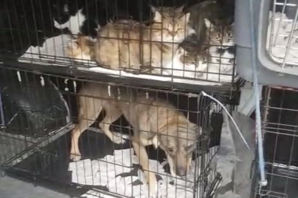    Питомцы Виты Пономаренко ждут эвакуации в клетках. Скриншот видео.