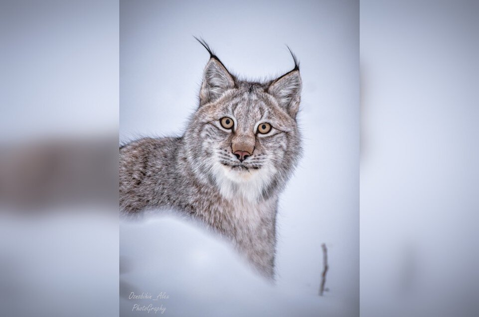     Фото: Алексей ОЗНОБИХИН // ФГБУ «Кроноцкий заповедник»
