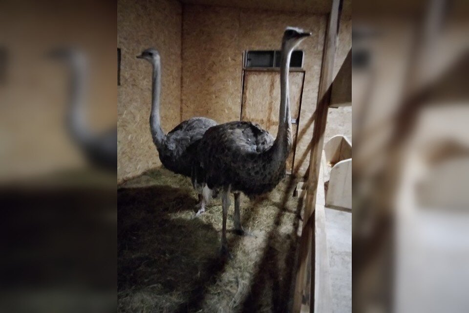     Девочки хорошо освоились и ведут себя спокойно Фото: предоставлено героем публикации