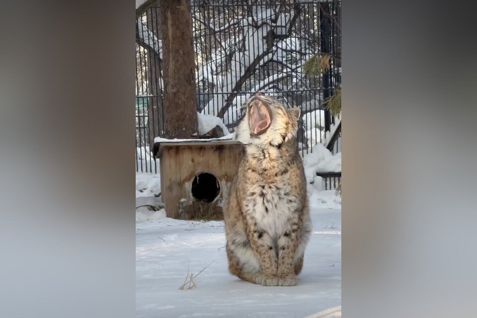     Рысь проводила рабочую неделю широким зевком. Фото: кадр из видео