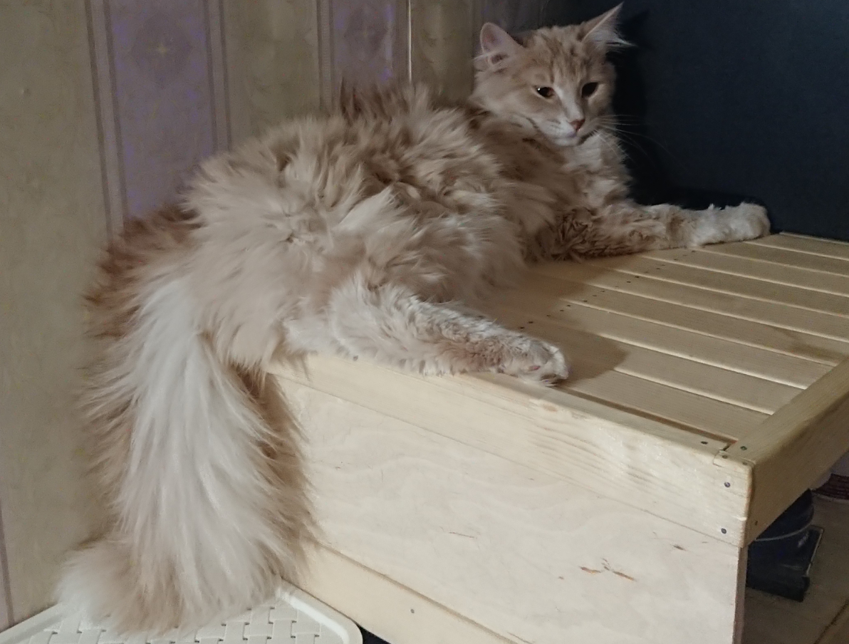 Кошке можно соль. Кошке можно соль. Кошка на солях. Соленые кошки. Солевая кошка.