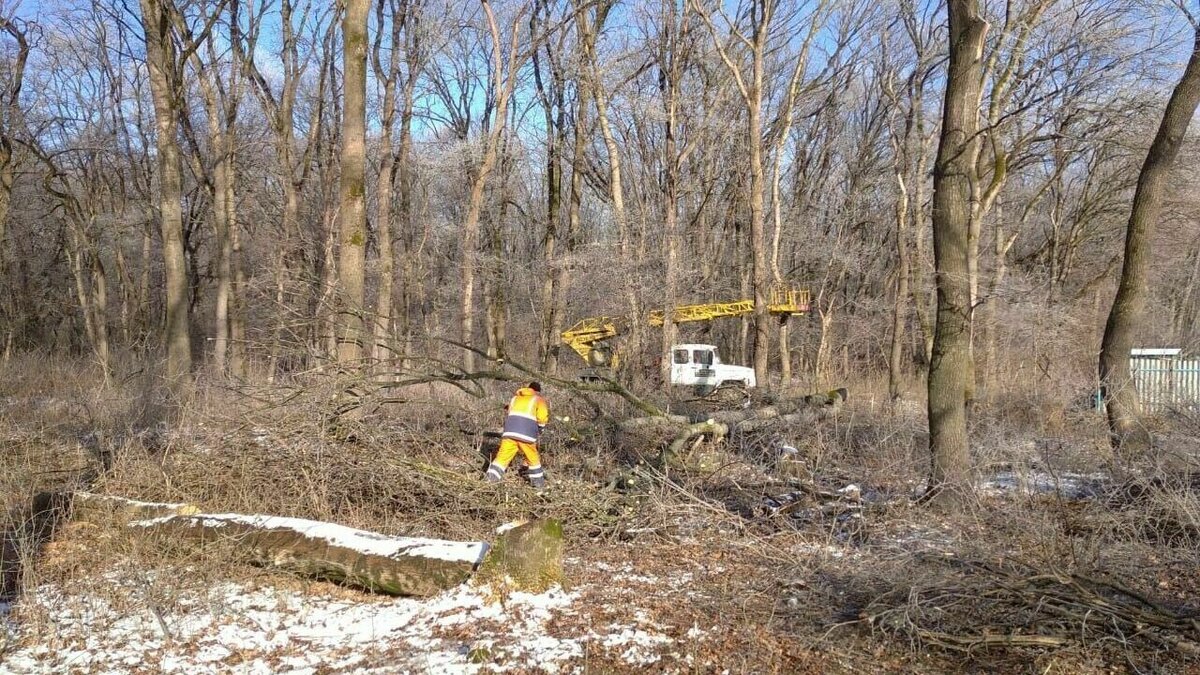     В промышленном Невинномысске, где деревья на вес золота, обрекли на спил более 800 квадратных метров леса, половина уже снесена. В ситуации разбирался NewsTracker.