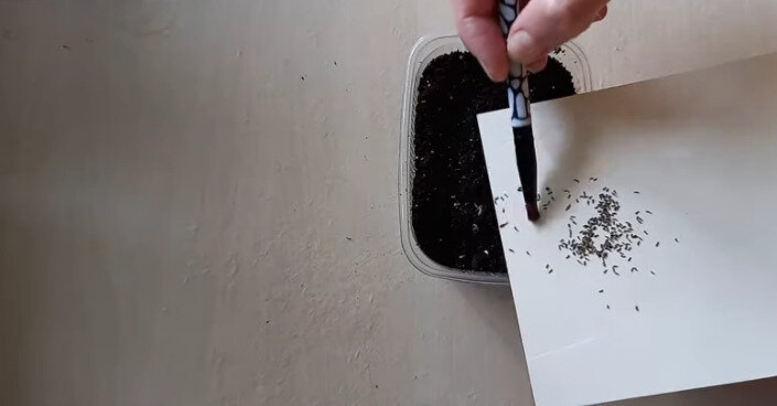 Посев семян агератума