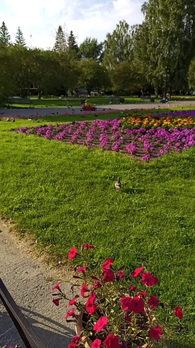 Федя на машине, в окружении голубей 🕊