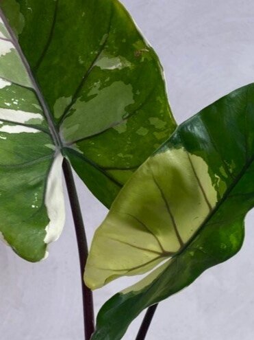 Алоказия Блек Стем чудо как хороша! 