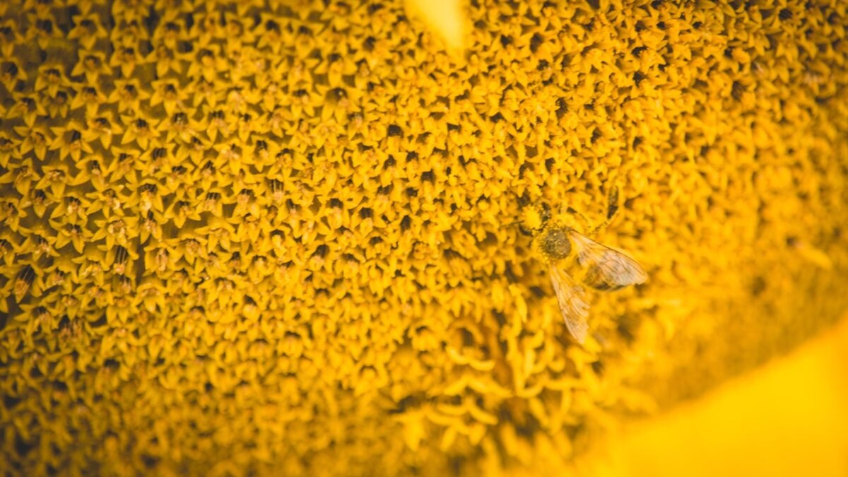     За 2023 год в восьми районах Татарстана зафиксировали мор пчел. Минсельхозпрод региона устроил комиссию по отбору проб растений. Об этом стало известно «Бизнес Онлайн».