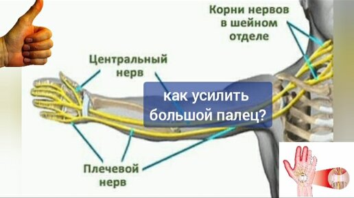 Болят руки, ослабел большой палец? В этом причина деградации позвоночника и шеи. Укрепляем запястно-пястный сустав