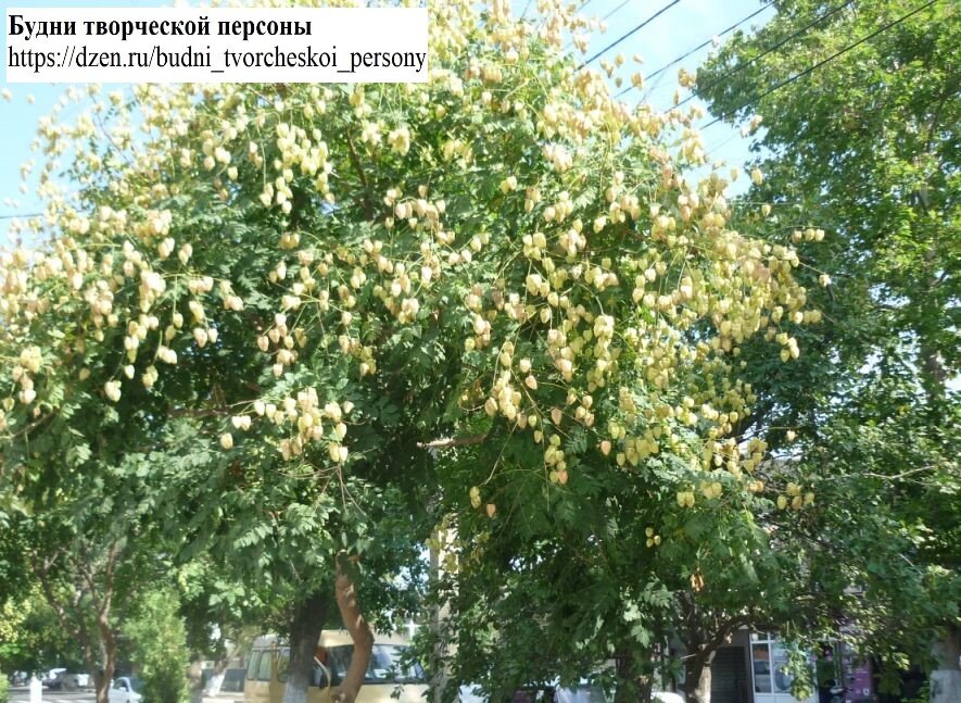 Пышная южная природа