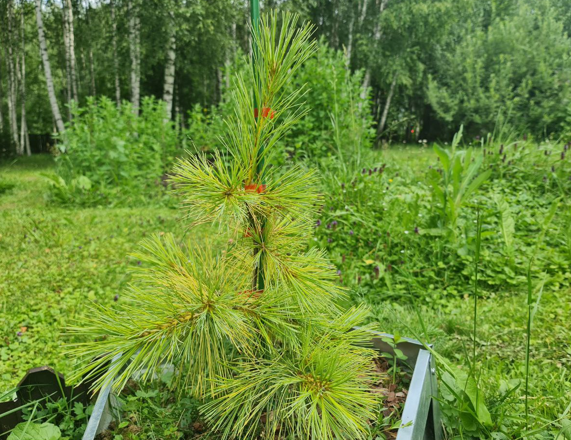 Года в хвойной