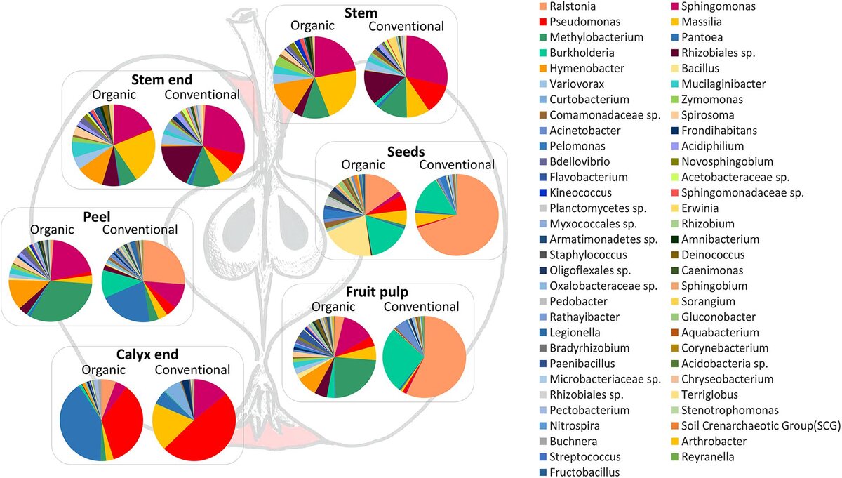 График отрядов бактерий в разных частях яблока (stem - стебель, seeds - семена, peel - кожица, fruit pulp - мякоть, calyx - чашечка). 
