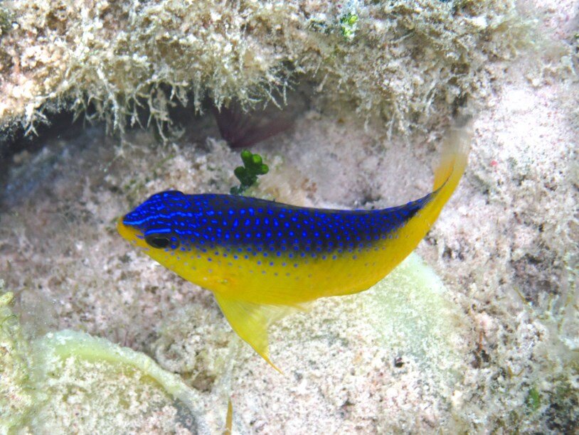 Stegastes leucostictus. Фото: James St. John/Flickr