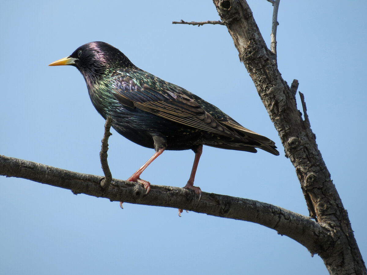 Покажи картинку скворца. Обыкновенный скворец (Sturnus vulgaris). Обыкновенный скворец Шпак. Гваделупский скворец. Желтогрудый скворец.