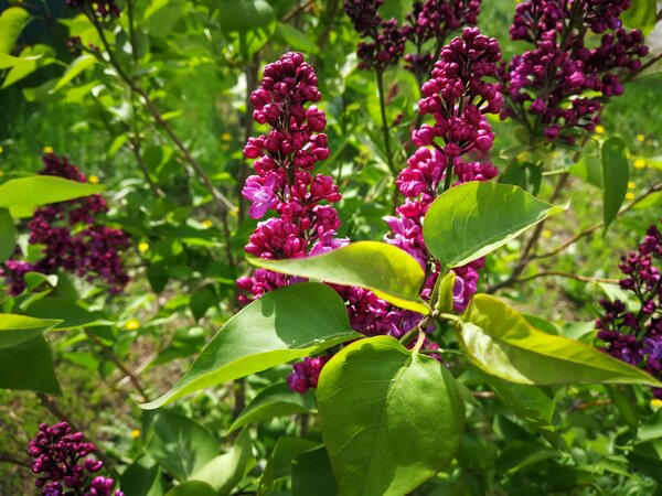 Цветущая сирень