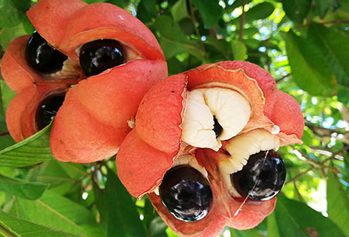 Фрукт Аки (Ackee)