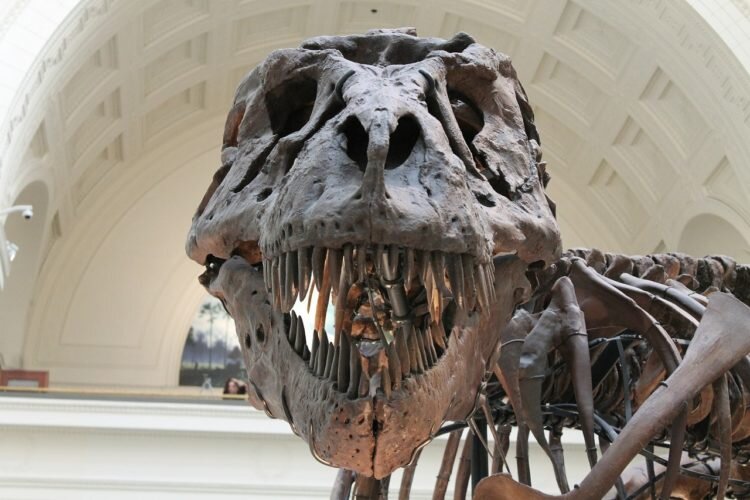 Когда ископаемое динозавра обнаружено, это захватывающее открытие как для общественности, так и для мира науки.