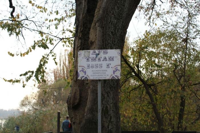 Дуб титан краснодар парк солнечный остров фото