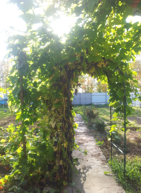 старая арка