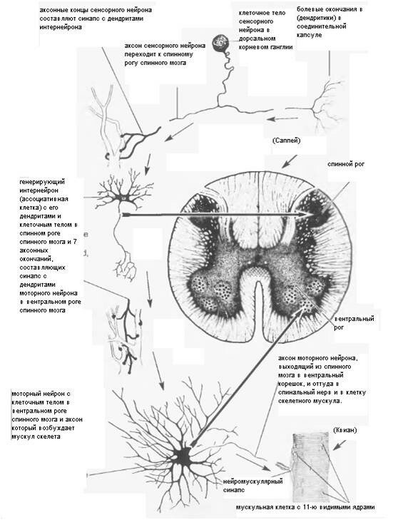 Нейроны спинного мозга характеристика. Нейроны спинного мозга схема. Клетки Реншоу спинного мозга. Ассоциативные Нейроны спинного мозга. Промежуточные Нейроны спинного мозга.