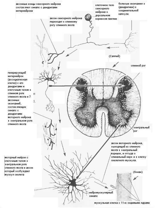 Нейроны спинного мозга. Нейроны спинного мозга схема. Клетки Реншоу спинного мозга. Спинной мозг строение ассоциативные Нейроны. Промежуточные Нейроны спинного мозга.
