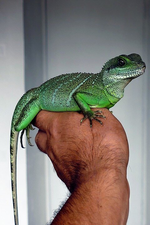 Источник: https://cdn.pixabay.com/photo/2016/09/03/11/41/chinese-water-dragon-1641482_960_720.jpg