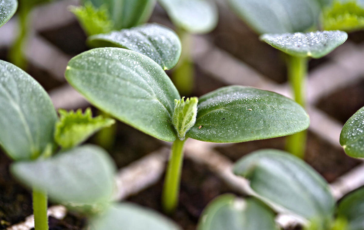 Огурцы рассада. Cucumber seedlings. Как выглядит всходы у огуречной травы фото.