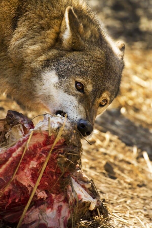 Яндекс. Картинки