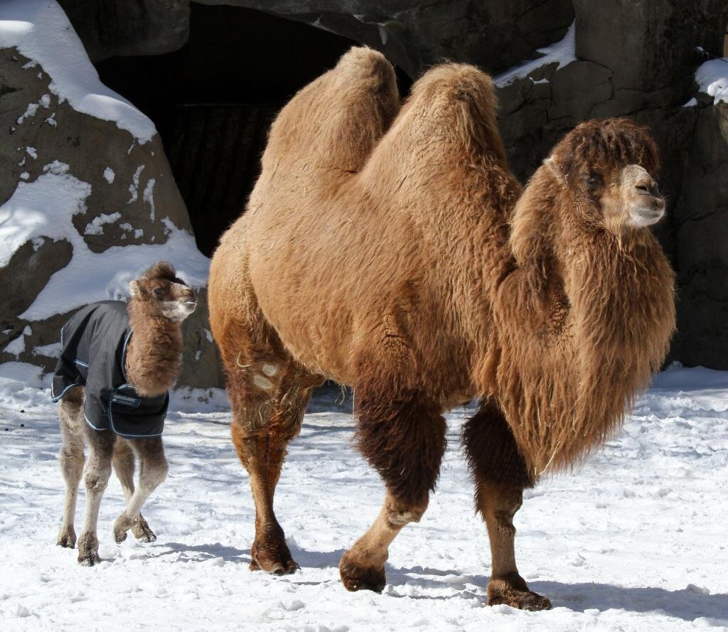 Верблюд с прической на Bikaner Camel Festival