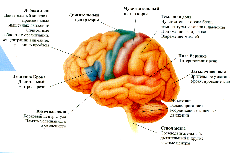 Теменная область поражения. Функции отделов коры головного мозга. Строение доли зоны коры головного мозга. Доли коры головного мозга и их функции.
