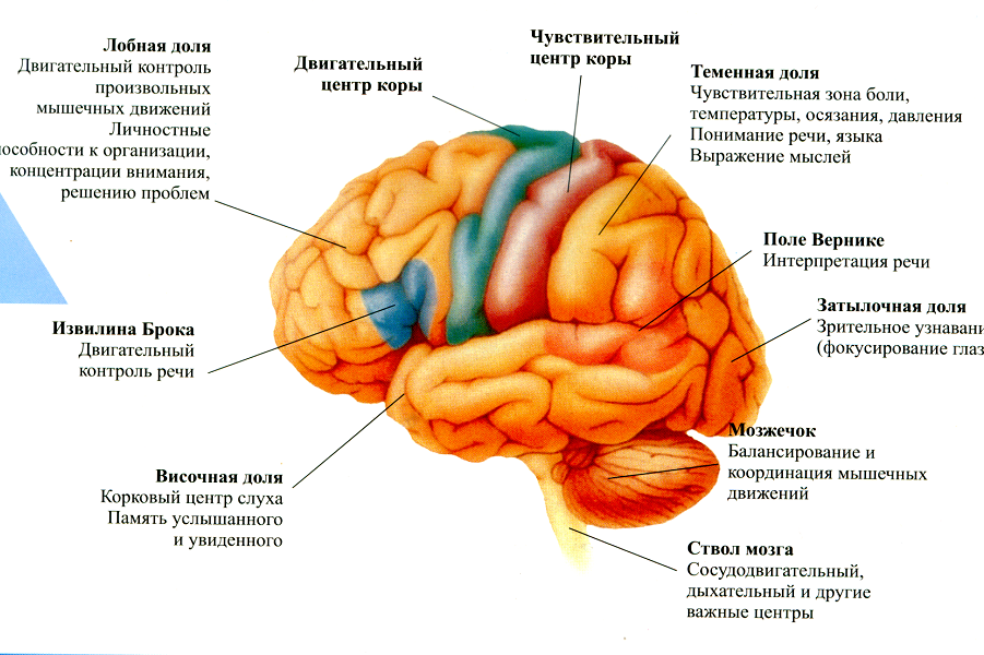 Теменная область поражения