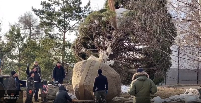 В зале возвышалась гигантская елка касавшаяся звездой потолка