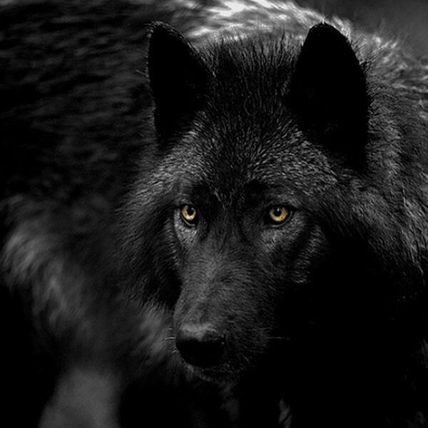 Фото из свободного доступа "Яндекс-картинки"