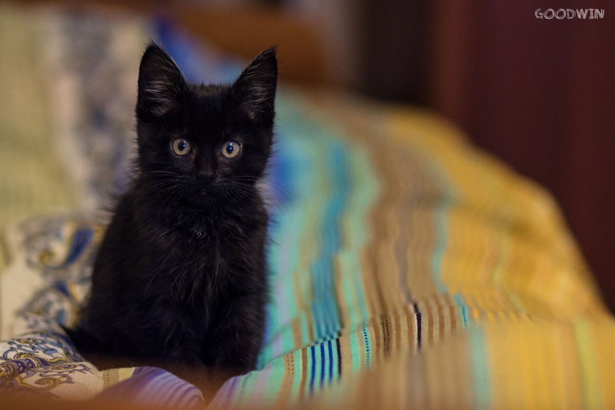 Вот таким крохой он был, когда я его только нашел. 