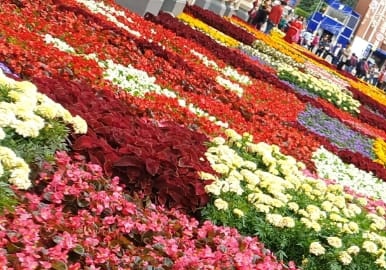 Красивые цветы