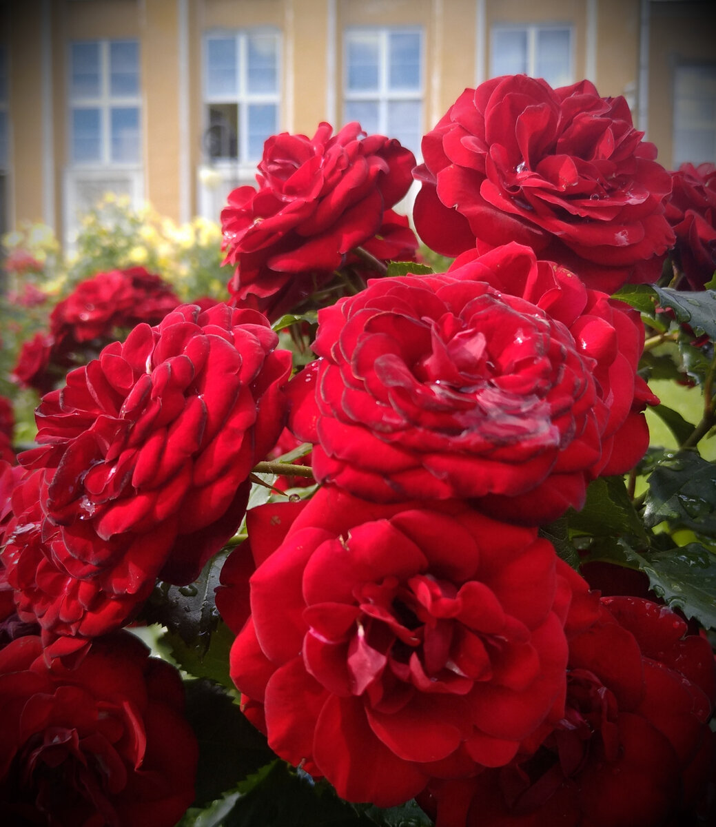 Нельзя так просто взять и не сделать 500 фотографий в розарии! 