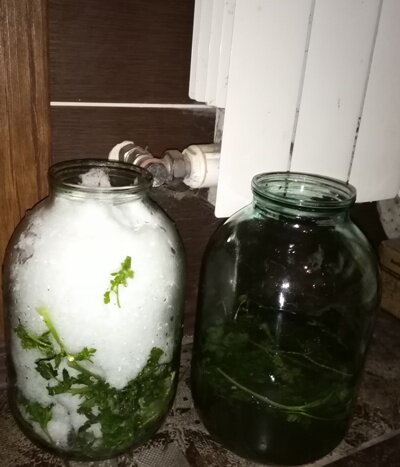 Одна банка готова для поливая, вторую поставила...