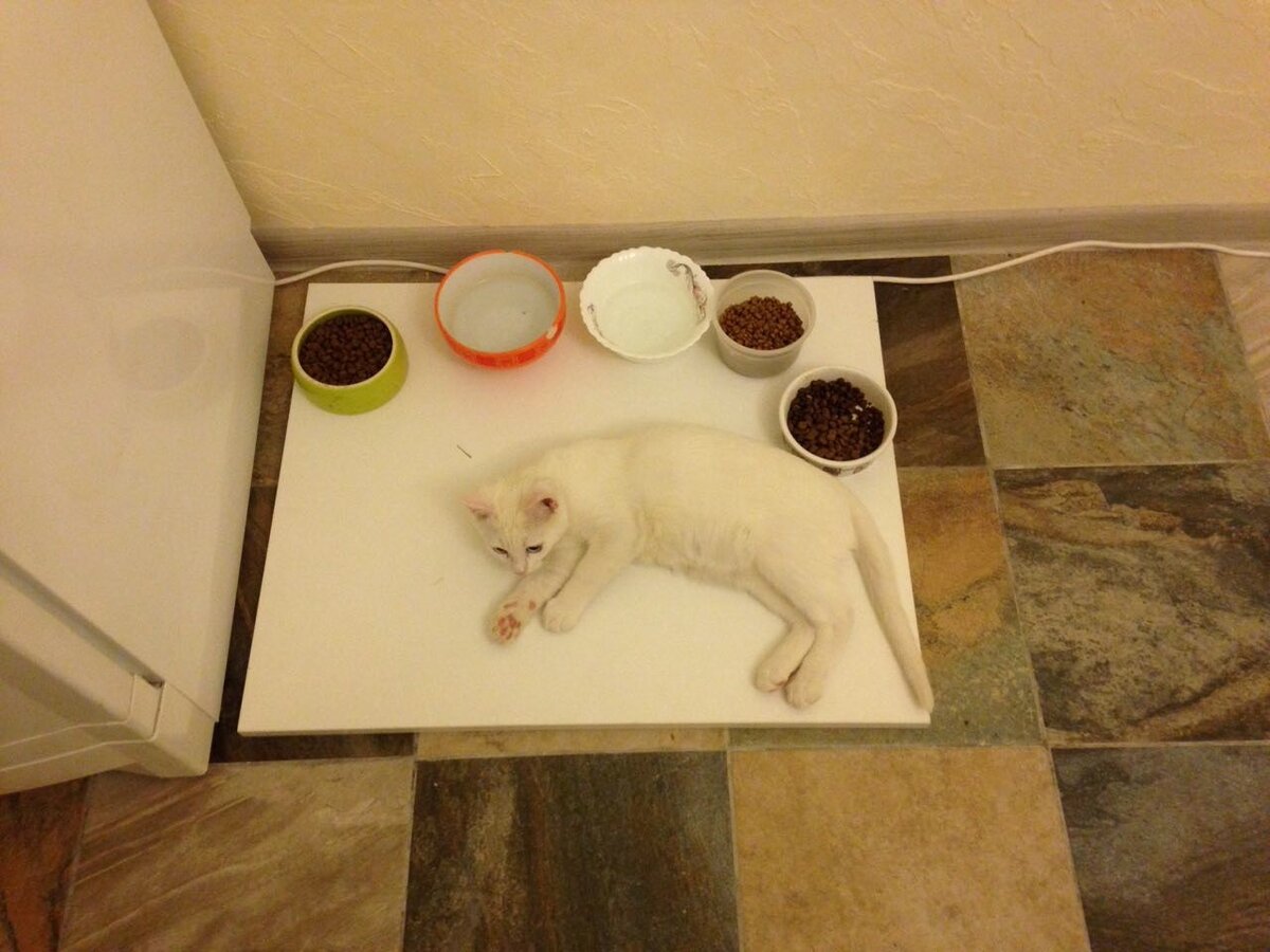 Шведский стол