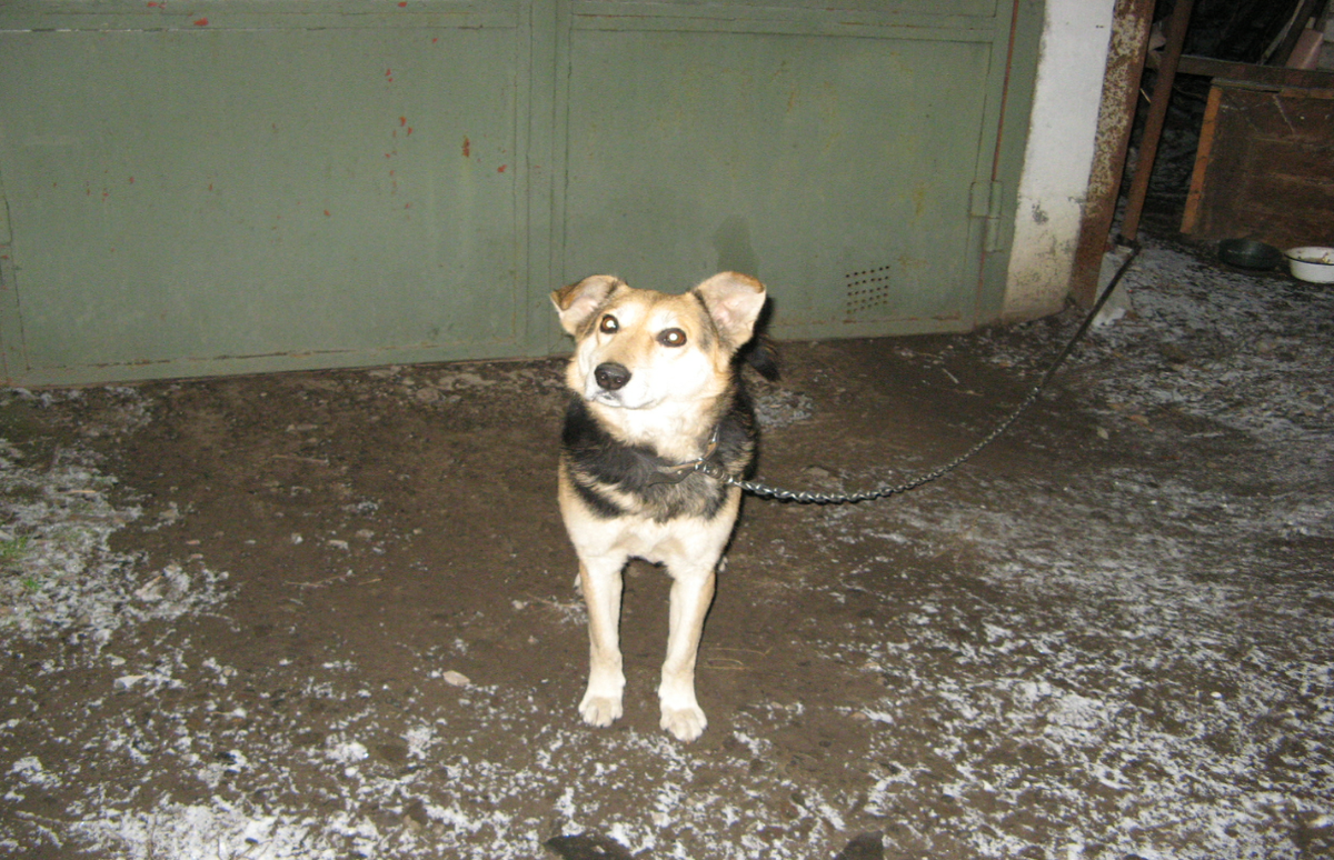 Пёс Султан. Фото автора истории. 
