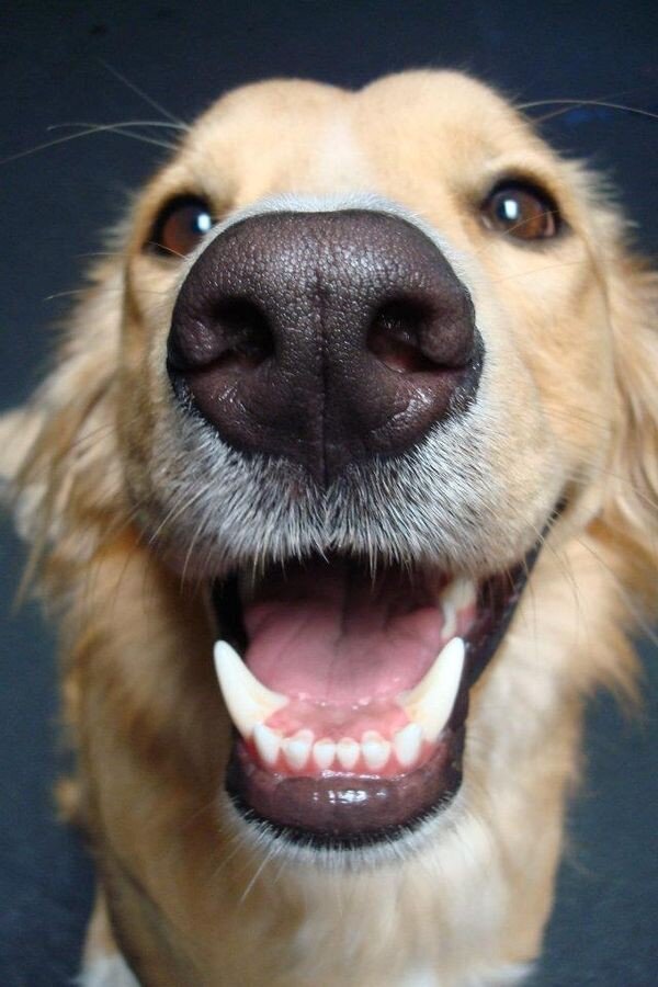 Покажи улыбающихся зверей. Золотистый ретривер улыбака. Собака улыбается. Счастливая собака. Смешная улыбка.