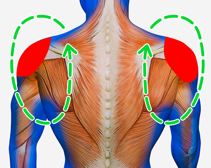 Растяжка трапециевидной мышцы спины. Растяжение трапециевидной мышцы. Растяжение трапециевидной мышцы спины. Растяжка трапециевидной мышцы шеи.
