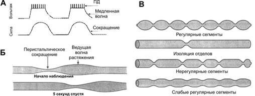 Последовательное сокращение и расслабление кишечной стенки