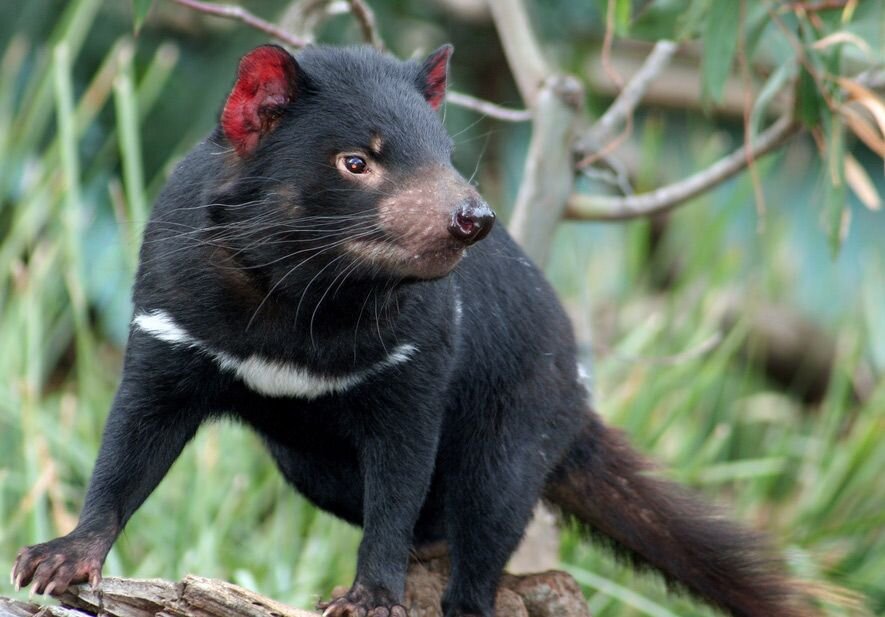 В отличие от сумчатого волка сумчатого дьявола удалось сохранить и размножить.