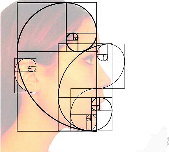 Пример Золотого сечения в лице человека