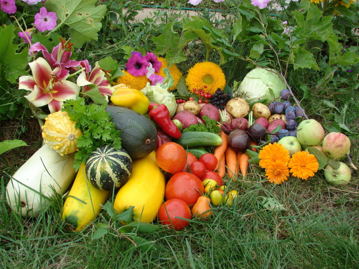 Изображение с сайта 7dach.ru